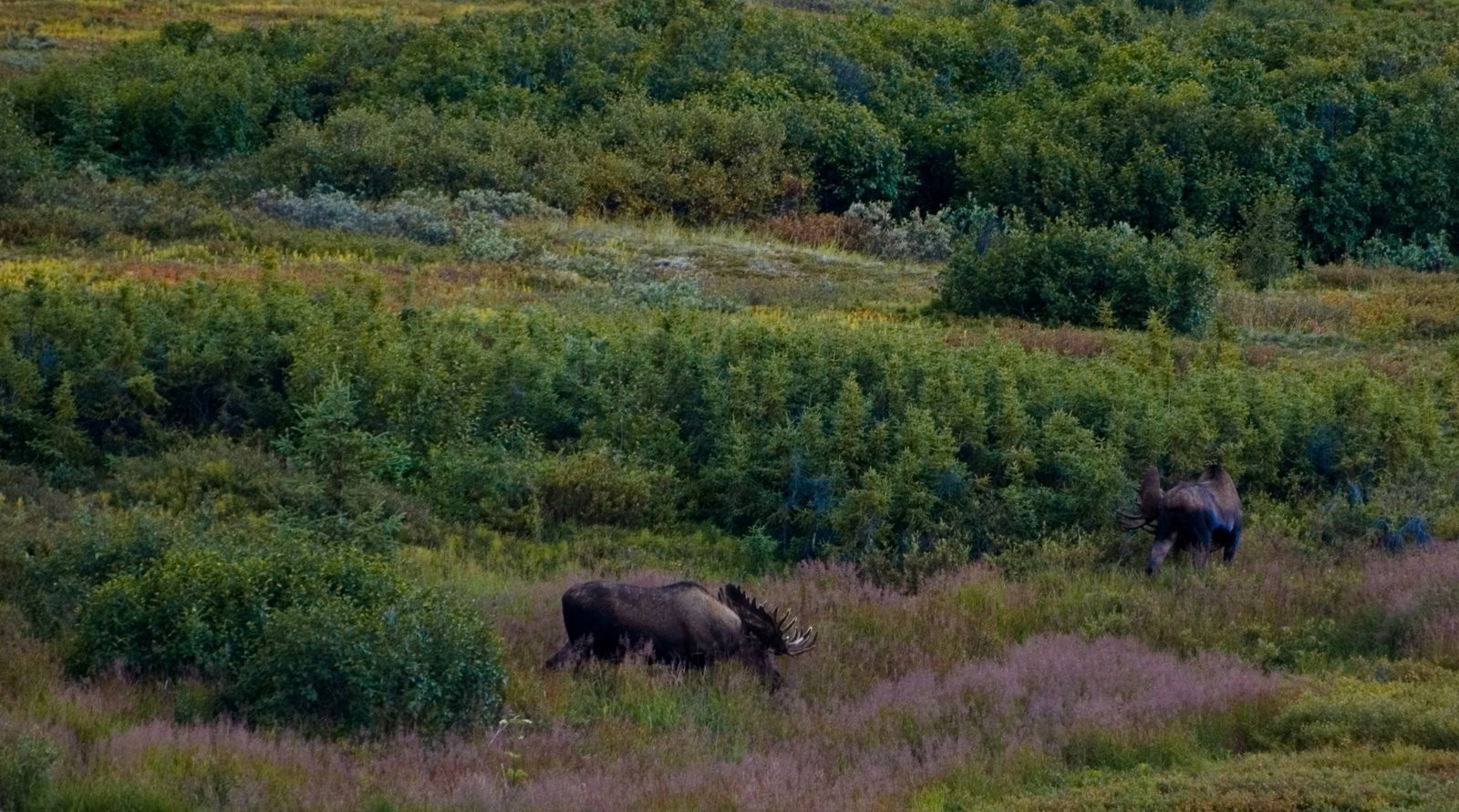 Аляска штат, США, фото № 67686 – фотографии США