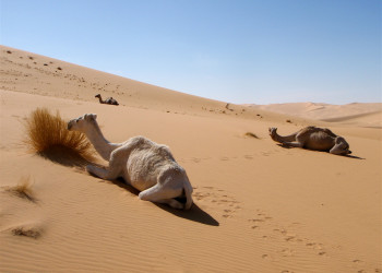 Сахара в Алжире – фотографии Алжира