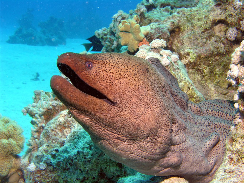 Марса-Алам, Египет, фото № 35312 – фотографии Египта