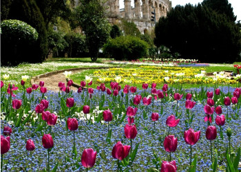 Цветы в Пула, Хорватия – фотографии Хорватии