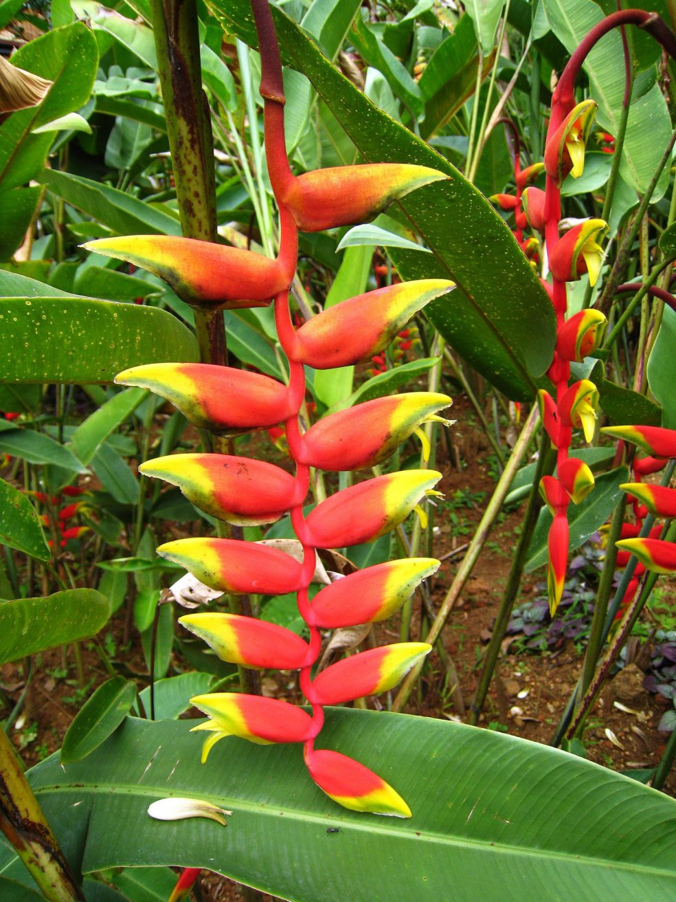 Канди, Шри-Ланка, фото № 51404 – фотографии Шри-Ланки