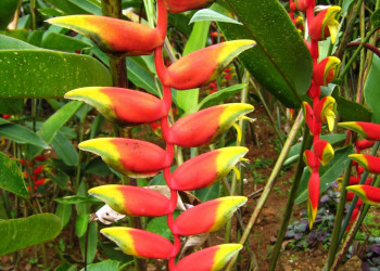 Канди, Шри-Ланка, фото № 51404 – фотографии Шри-Ланки