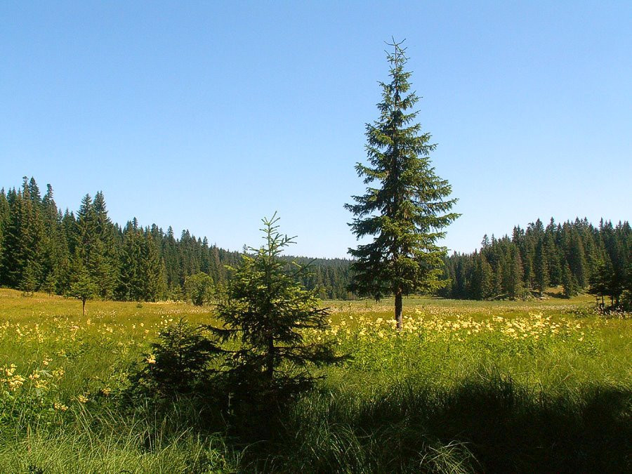 Дурмитор Национальный Парк, Черногория, фото № 53479 – фотографии Черногории