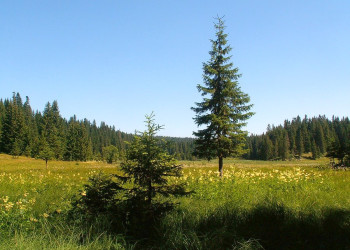 Дурмитор Национальный Парк, Черногория, фото № 53479 – фотографии Черногории