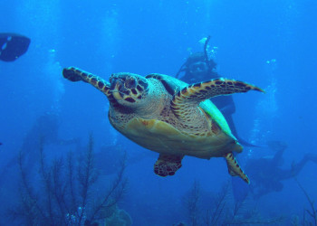 Черепаха в водах Литтл-Каймана – фотографии Каймановых островов