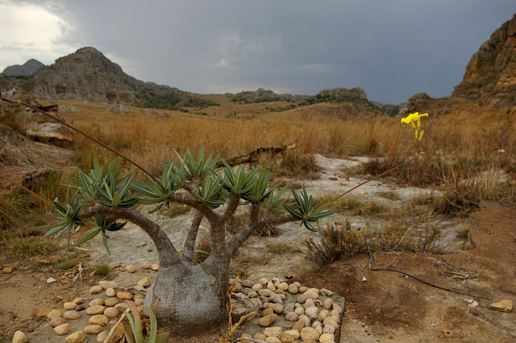 Мадагаскар, фото № 2210 – фотографии Мадагаскара