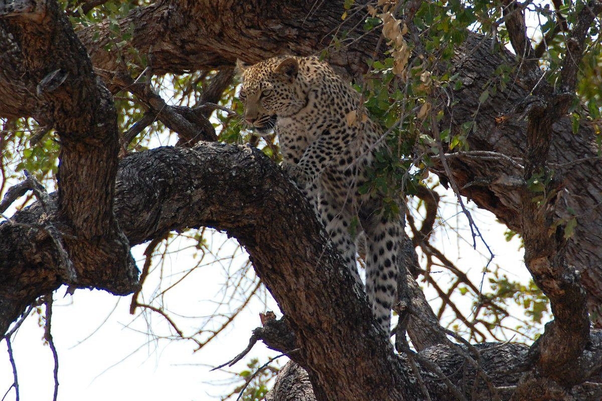leopard – фотографии ЮАР