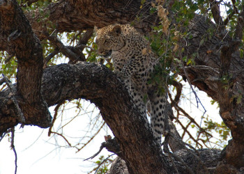 leopard – фотографии ЮАР