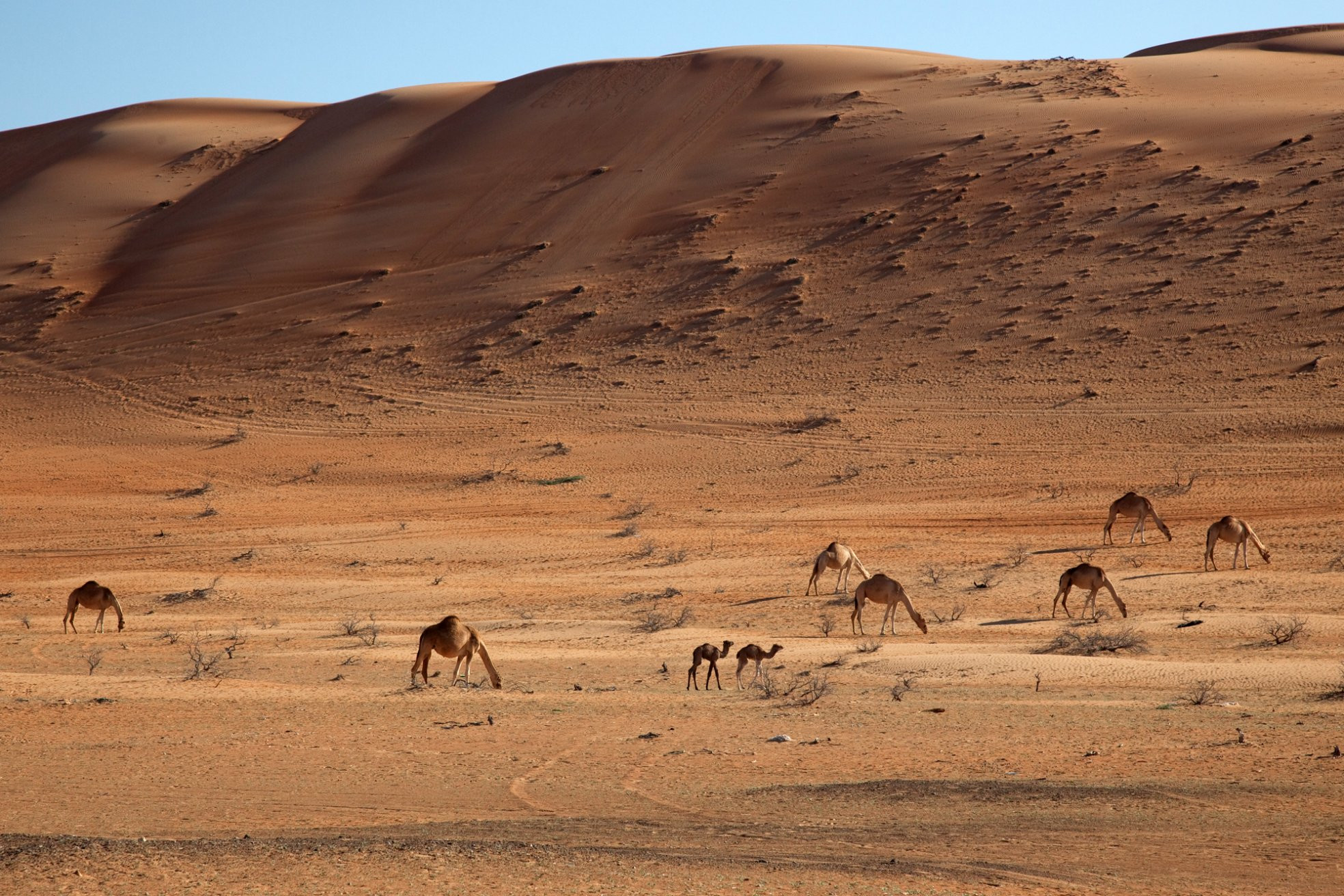 Оман, фото № 5228 – фотографии Омана