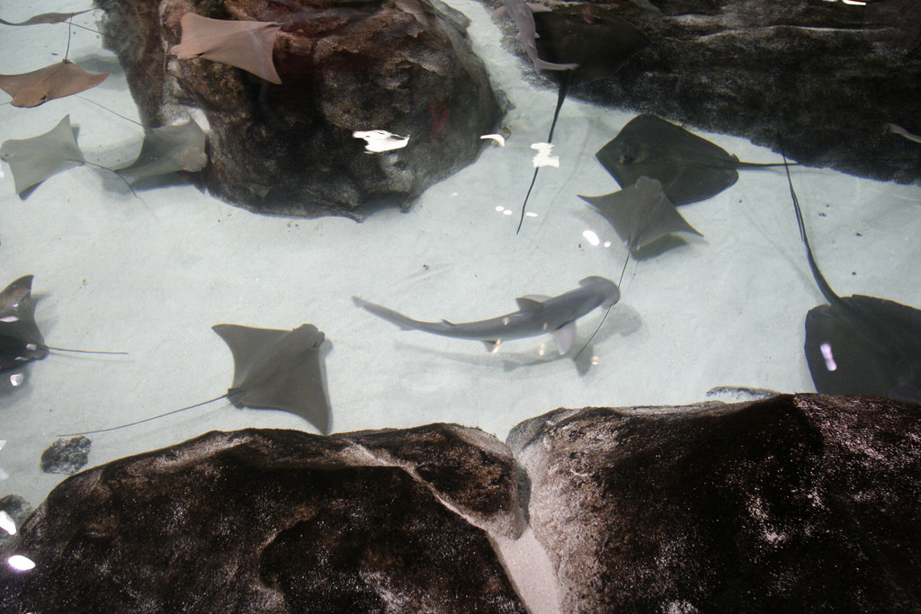 Аквариум Джорджии. Самый большой в мире – фотографии США