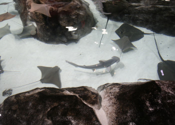 Аквариум Джорджии. Самый большой в мире – фотографии США