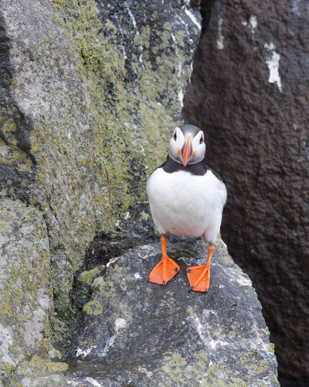 Исландия, фото № 4430 – фотографии Исландии