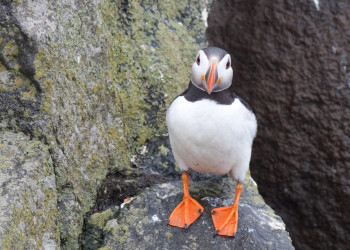 Исландия, фото № 4430 – фотографии Исландии