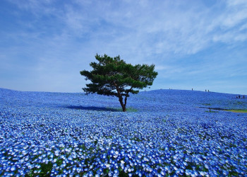 Нереальные пейзажи парка Хитачи-Сисайд – фотографии Японии