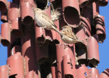 Гора Небо, Иордания, фото № 36609 – фотографии Иордании