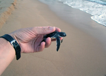 Черепашка на пляже Косгоды рядом с Индурувой – фотографии Шри-Ланки