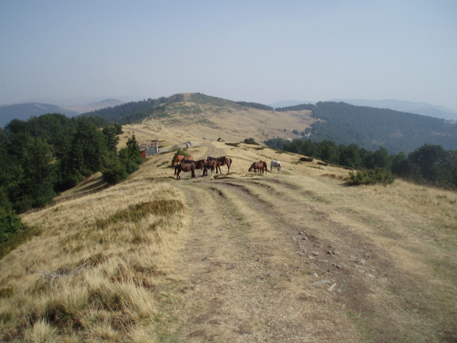 Лошади в Национальном парке, Черногория. Фото 4 – фотографии Черногории