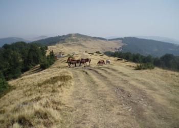 Лошади в Национальном парке, Черногория. Фото 4 – фотографии Черногории