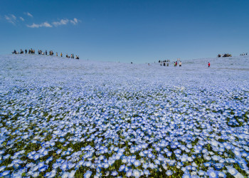Японский парк Хитачи-Сисайд (Hitachi Seaside Park). Фото 3 – фотографии Японии