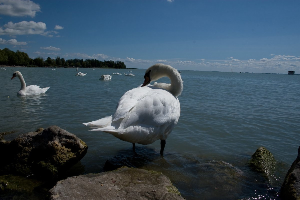 Балатон озеро, Венгрия, фото № 69698 – фотографии Венгрии