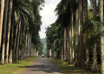 Королевский Ботанический сад, Канди, Шри-Ланка. Фото 10 – фотографии Шри-Ланки