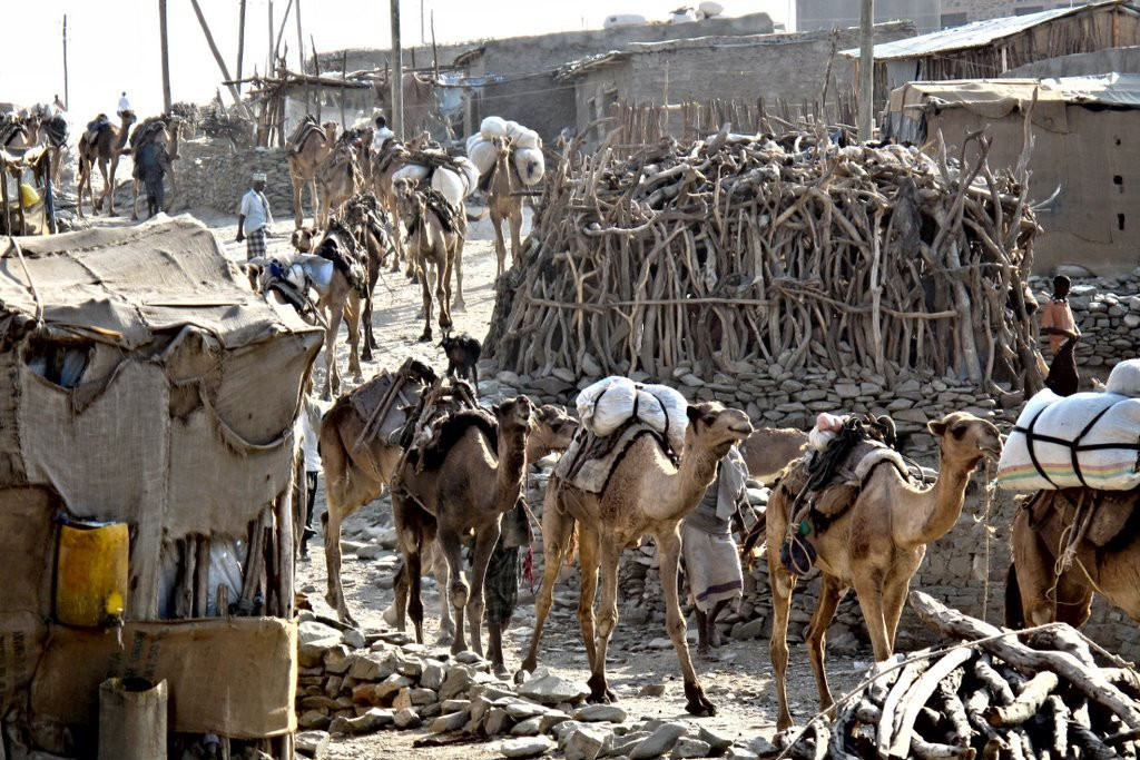 Верблюжий караван – фотографии Эфиопии