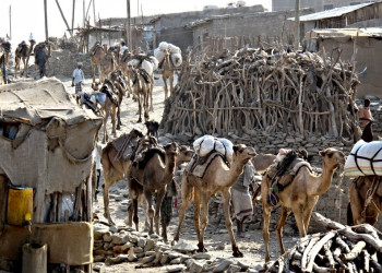 Верблюжий караван – фотографии Эфиопии