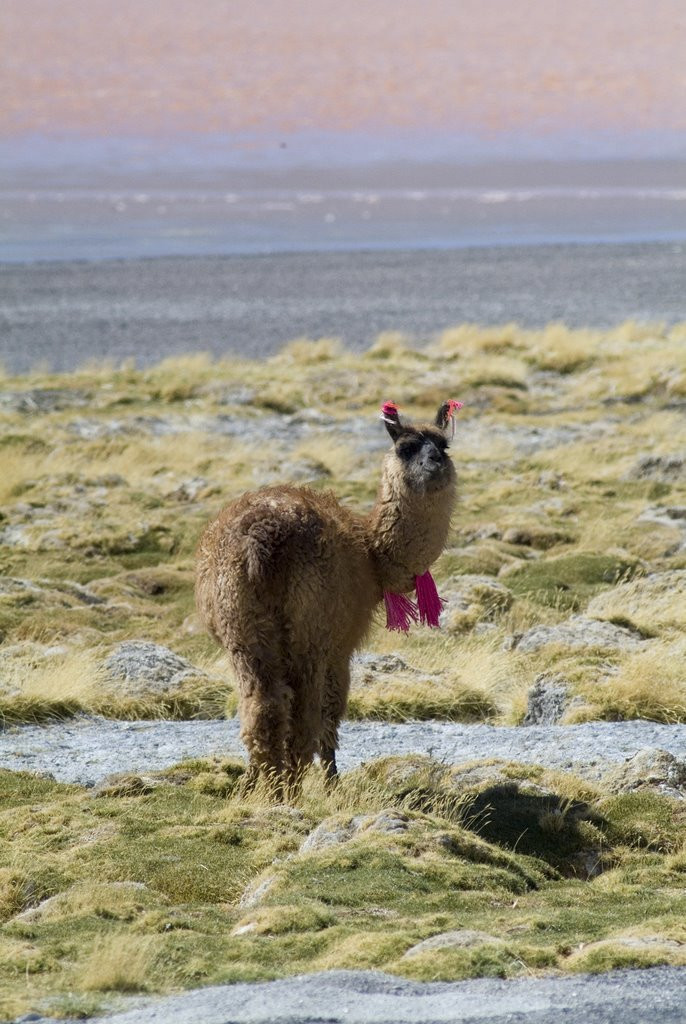 Боливия, фото № 2896 – фотографии Боливии