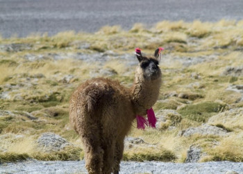 Боливия, фото № 2896 – фотографии Боливии