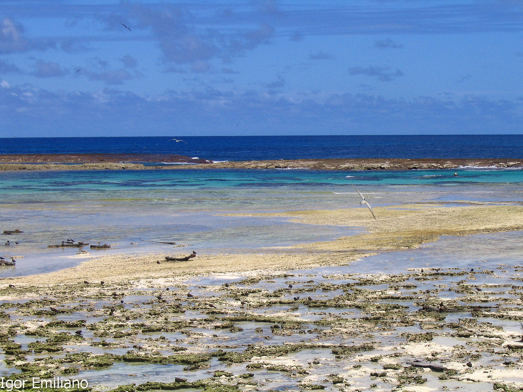 Atol das Rocas – фотографии Бразилии