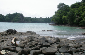 Мануэль Антонио, Пунтаренас провинция, Коста-Рика, фото № 40640 – фотографии Коста-Рики