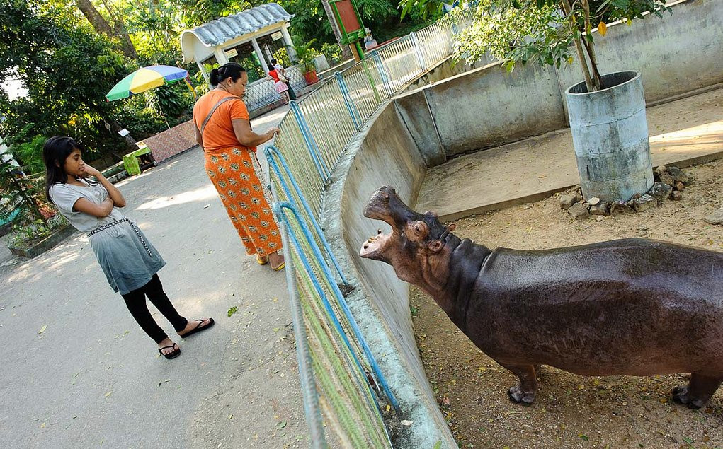 Янгонский Зоопарк (Yangon Zoo) – фотографии Мьянмы