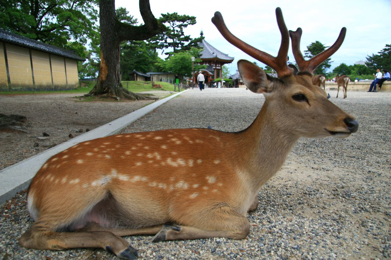 Nara – фотографии Японии