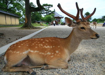 Nara – фотографии Японии