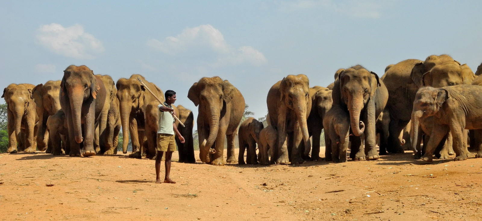 Слоновий питомник Пиннавела на острове Шри-Ланка. Фото 3 – фотографии Шри-Ланки