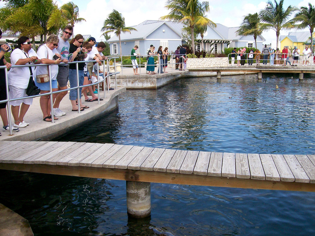 Ферма Черепах в Джорджтауне – фотографии Каймановых островов