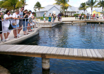 Ферма Черепах в Джорджтауне – фотографии Каймановых островов