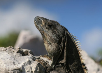Тулум, Ривьера-Майя, Мексика, фото № 44217 – фотографии Мексики