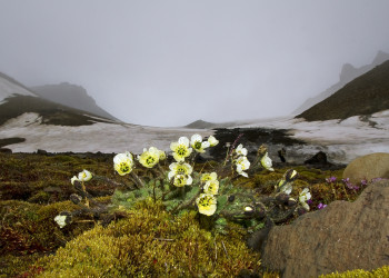 Подснежники на острове Чамп, архипелаг Земля Франца-Иосифа, Россия – фотографии России