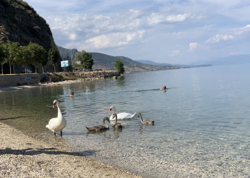 Лебеди в воде. Поградец. Албания – фотографии Албании