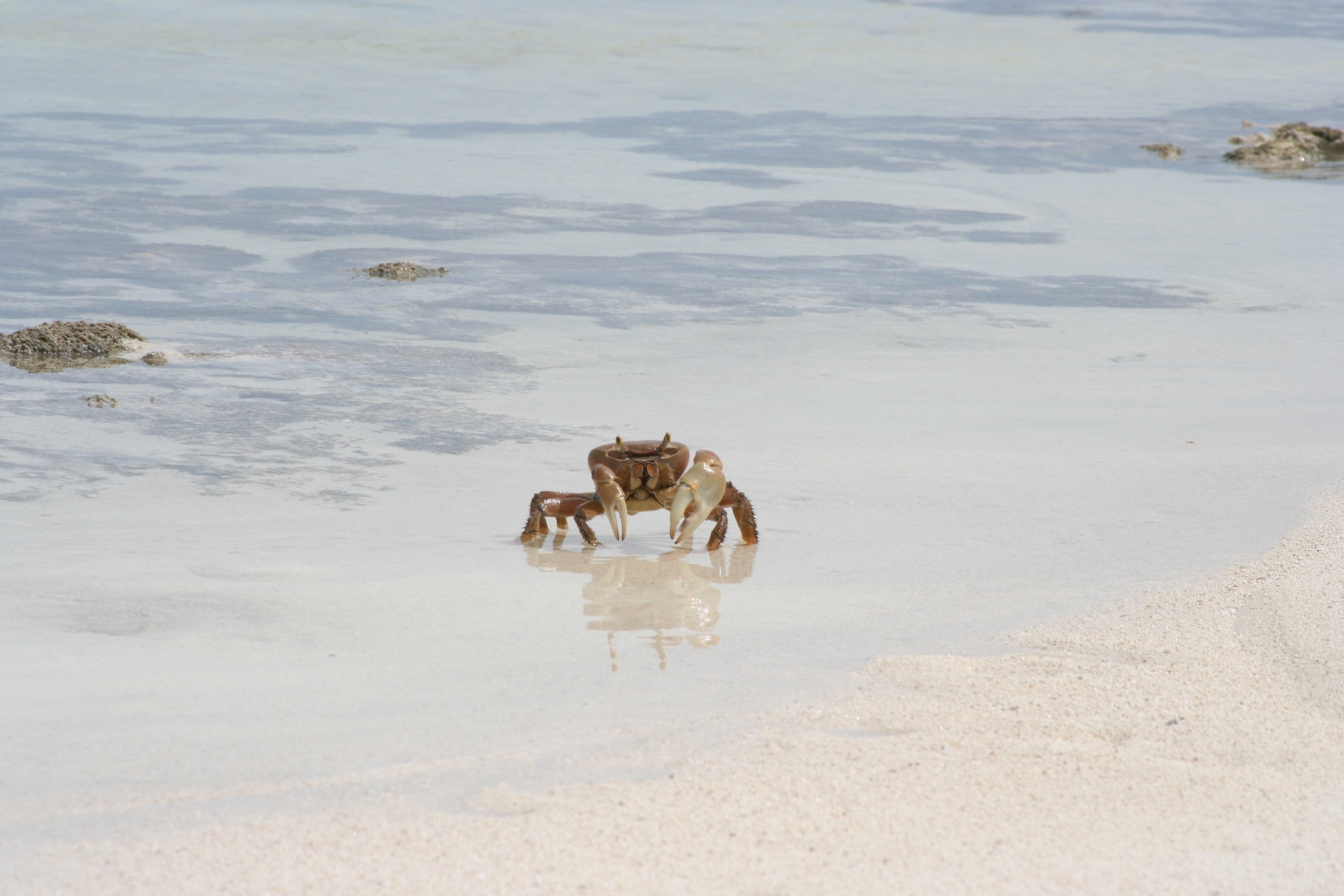 Краб на острове Андрос, Багамские острова. Фото 6 – фотографии Багамских островов