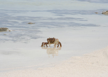 Краб на острове Андрос, Багамские острова. Фото 6 – фотографии Багамских островов