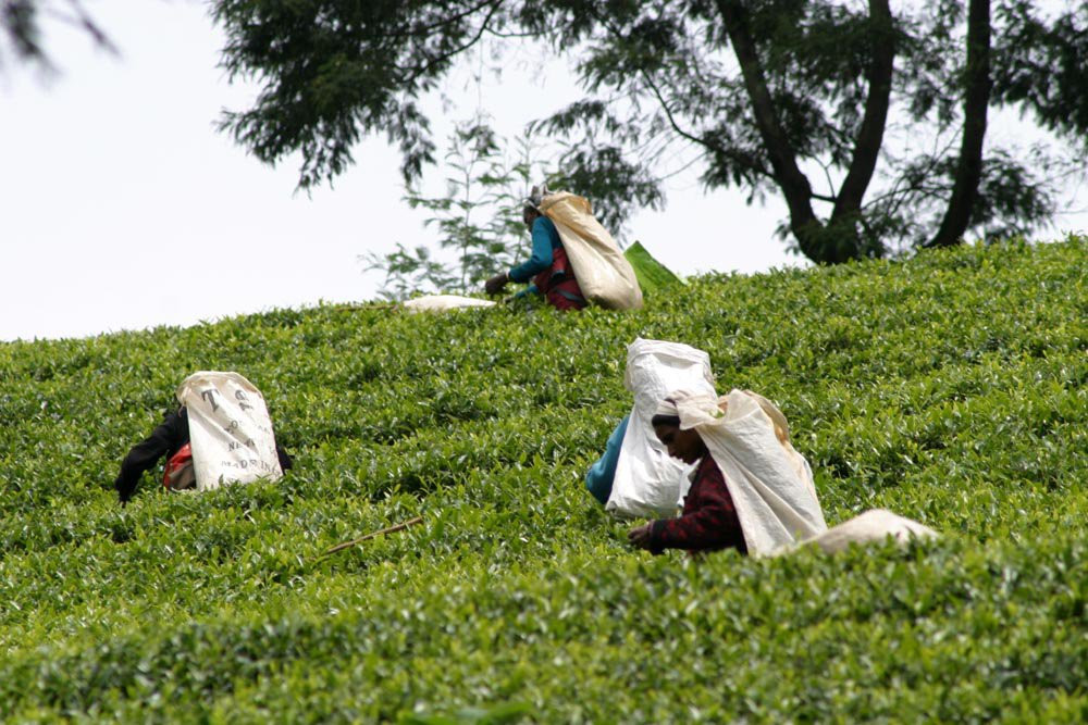 Нувара Элия, Шри-Ланка, фото № 52042 – фотографии Шри-Ланки