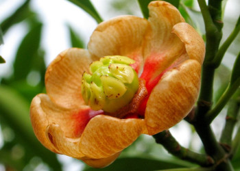 Цветок на острове Илья-Гранди, Бразилия – фотографии Бразилии