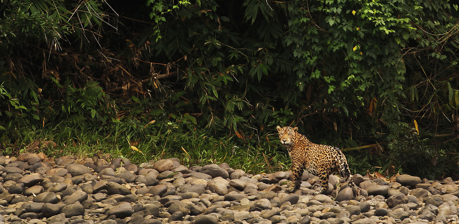 Бауаха-Сонене Национальный Парк (Bahuaja-Sonene National Park) – фотографии Перу