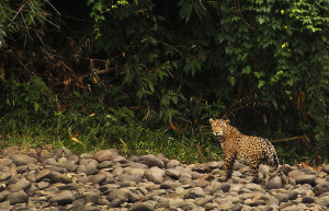 Бауаха-Сонене Национальный Парк (Bahuaja-Sonene National Park) – фотографии Перу