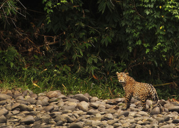 Бауаха-Сонене Национальный Парк (Bahuaja-Sonene National Park) – фотографии Перу