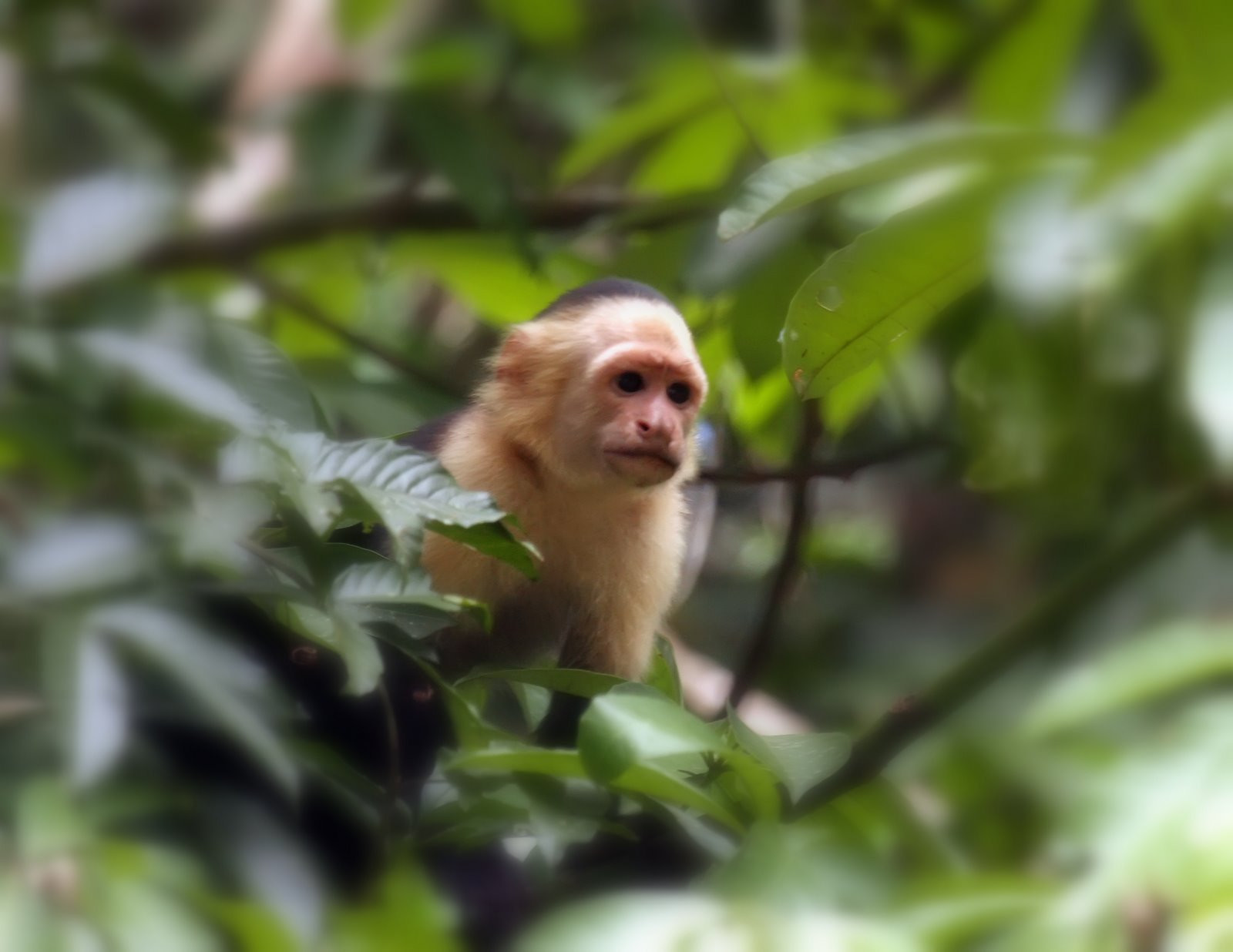 Тортугеро Национальный парк, Лимон провинция, Коста-Рика, фото № 40320 – фотографии Коста-Рики