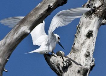 Чайка на дереве. Остров Науру – фотографии Науру