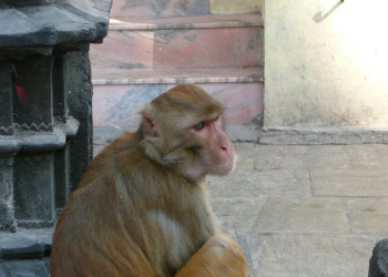 Одна из тысяч местных обезьян – фотографии Непала